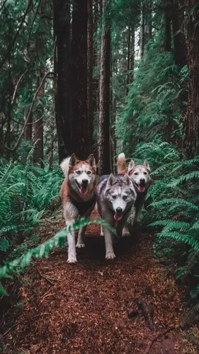 Хаски Обои на телефон группа собак в лесу
