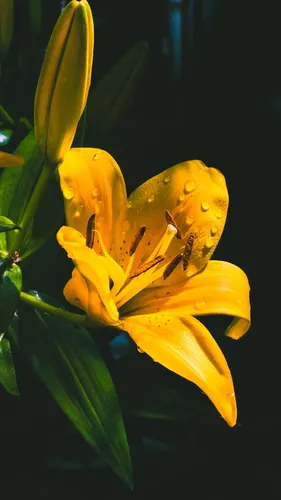 Цветы Лилии Обои на телефон желтый цветок с каплями воды