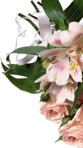 Цветы Лилии Обои на телефон цветы крупным планом