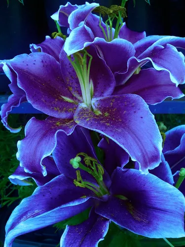 Цветы Лилии Обои на телефон крупный план фиолетового цветка