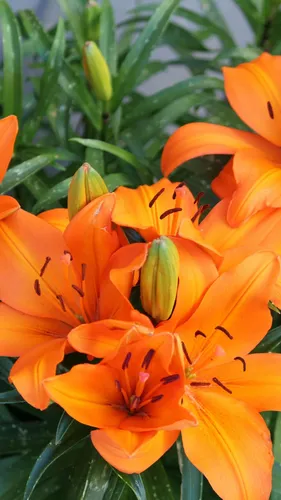 Цветы Лилии Обои на телефон группа оранжевых цветов