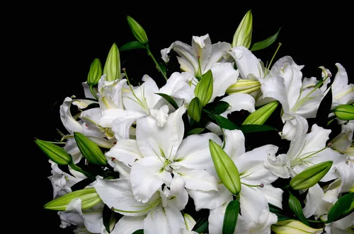 Цветы Лилии Обои на телефон бесплатные картинки