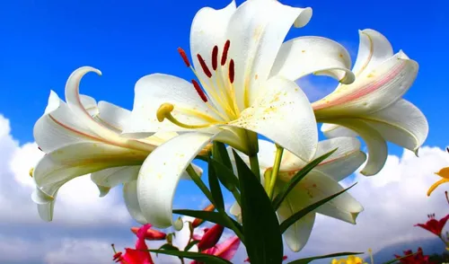 Цветы Лилии Обои на телефон крупный план белого цветка