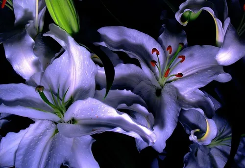 Цветы Лилии Обои на телефон арт