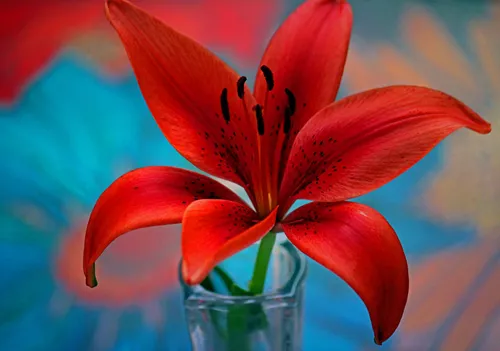 Цветы Лилии Обои на телефон красный цветок в стеклянной вазе