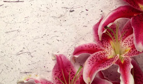 Цветы Лилии Обои на телефон картинки