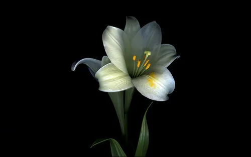 Цветы Лилии Обои на телефон белый цветок с желтым центром