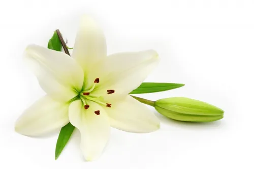 Цветы Лилии Обои на телефон белый цветок с зелеными листьями