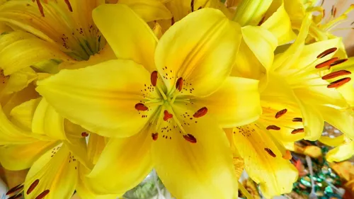 Цветы Лилии Обои на телефон крупный план желтого цветка