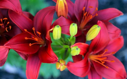 Цветы Лилии Обои на телефон группа разноцветных цветов