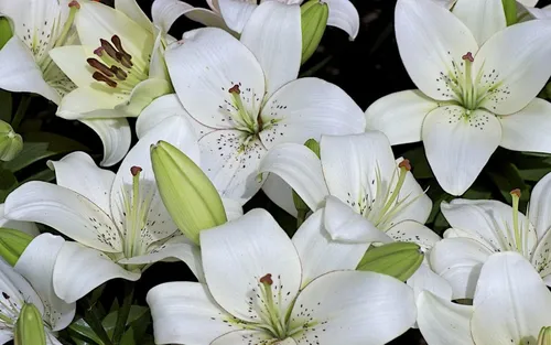 Цветы Лилии Обои на телефон снимок
