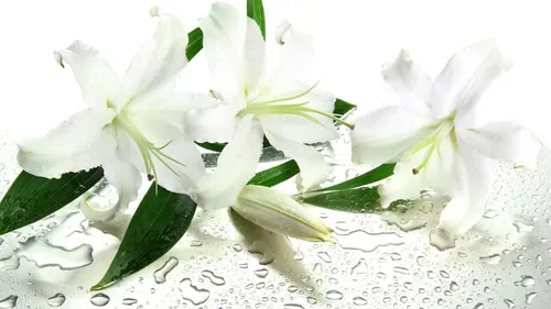 Цветы Лилии Обои на телефон белые цветы на белой поверхности