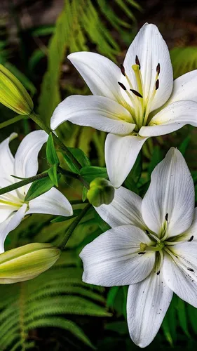 Цветы Лилии Обои на телефон белые цветы крупным планом