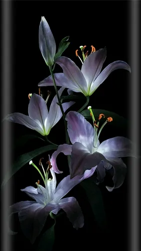 Цветы Лилии Обои на телефон фото для телефона