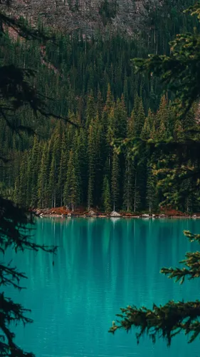 Озеро Обои на телефон озеро, окруженное деревьями