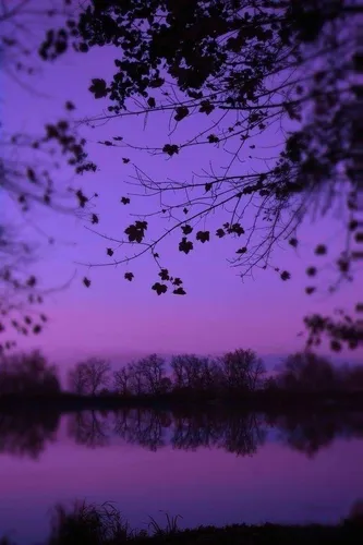 Озеро Обои на телефон дерево с розовыми цветами