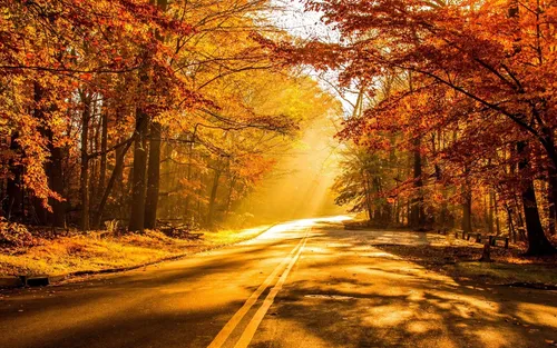 Осень Обои Обои на телефон дорога с деревьями по обе стороны