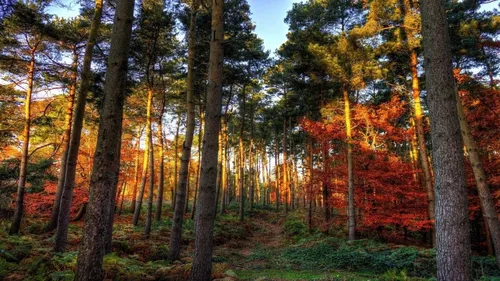 Осень Обои Обои на телефон лес деревьев