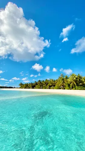 Остров Обои на телефон пляж с деревьями и голубой водой