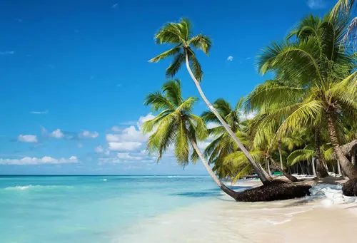 Остров Обои на телефон пляж с пальмами и голубой водой