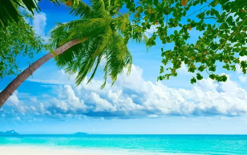 Остров Обои на телефон ветка дерева на пляже