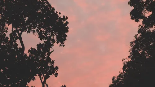 Природа Современный Обои на телефон деревья и розовое небо