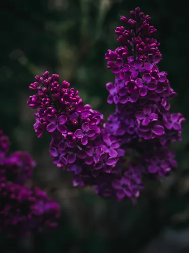 Природа Современный Обои на телефон группа фиолетовых цветов