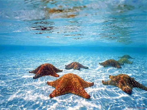 Природа Современный Обои на телефон группа черепах, плавающих в воде