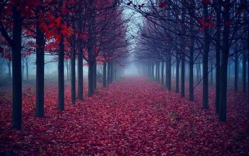 Природа Современный Обои на телефон тропинка с красными листьями и деревьями