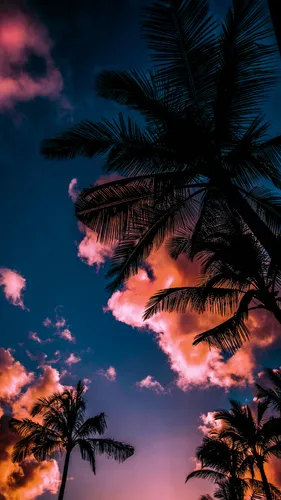 Природа Современный Обои на телефон пальмы на фоне голубого неба