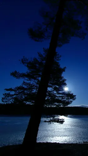 Природа Современный Обои на телефон дерево рядом с водоемом ночью