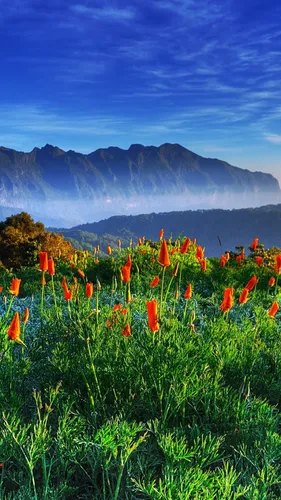 Природа Цветы Обои на телефон поле цветов с горами на заднем плане