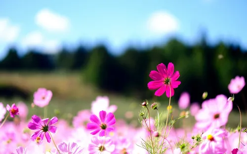Природа Цветы Обои на телефон фото на андроид
