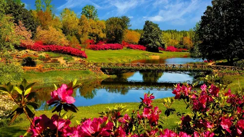 Природа Цветы Обои на телефон пруд в окружении разноцветных цветов