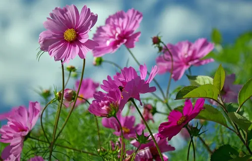 Природа Цветы Обои на телефон бесплатные картинки