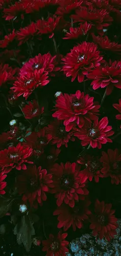 Природа Цветы Обои на телефон группа красных цветов