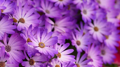 Природа Цветы Обои на телефон группа фиолетовых цветов