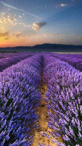 Природа Цветы Обои на телефон фото на Samsung