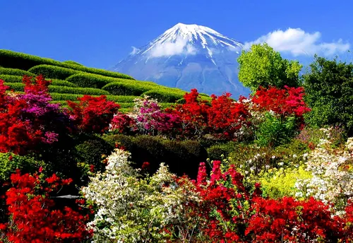 Природа Цветы Обои на телефон гора с цветами и деревьями