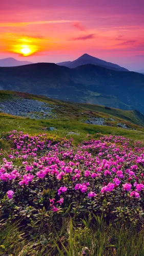 Природа Цветы Обои на телефон поле цветов с горой на заднем плане