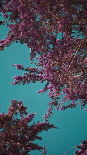 Природа Цветы Обои на телефон дерево с розовыми цветами