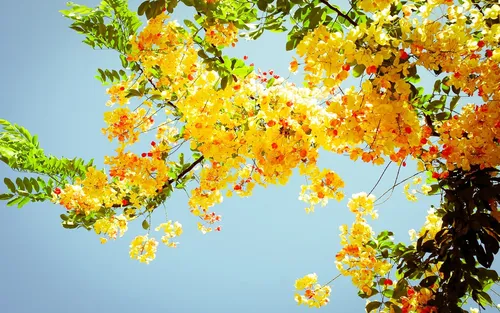 Природа Цветы Обои на телефон дерево с желтыми цветами