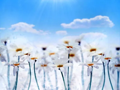 Природа Цветы Обои на телефон поле белых цветов