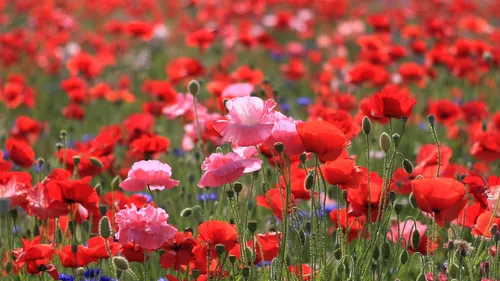 Природа Цветы Обои на телефон поле красных цветов