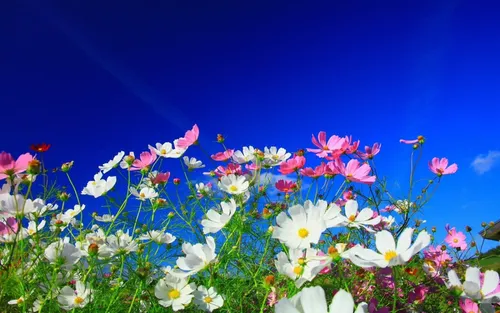 Природа Цветы Обои на телефон изображение