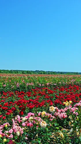 Природа Цветы Обои на телефон поле цветов с приморским парком Хитачи на заднем плане