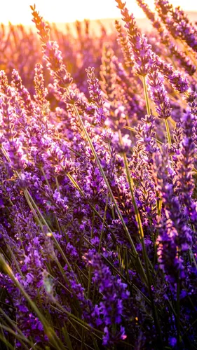 Природа Цветы Обои на телефон поле фиолетовых цветов