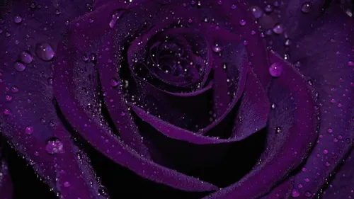 Пурпурные Обои на телефон фиолетовая роза с каплями воды