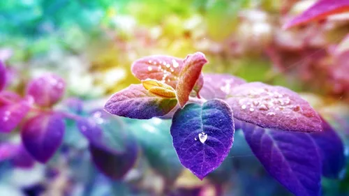 Пурпурные Обои на телефон цветок крупным планом