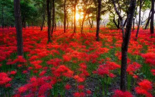 Самые Яркие Обои на телефон поле красных цветов с деревьями на заднем плане